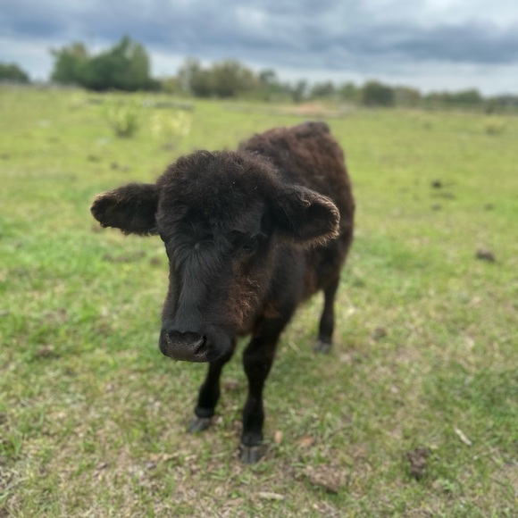 Meet your Posher, Julia - Picture 8 of 9